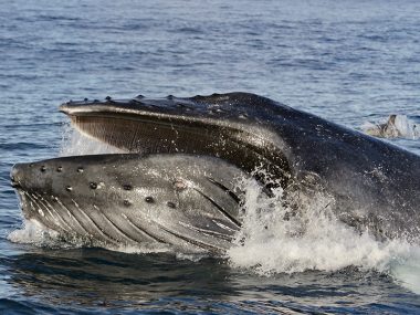 Amazing humpback whale with open mouth in Futurismo Whale Watching Azores