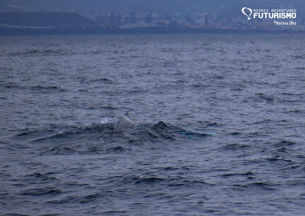 Humpback whale in São Miguel