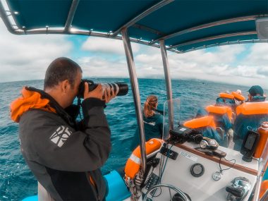 Fotografar cachalotes Futurismo Whale Watching Azores