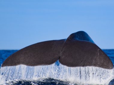 Sperm whale tail before a fluke