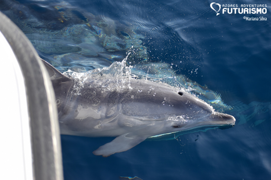 young Atlantic spotted dolphin