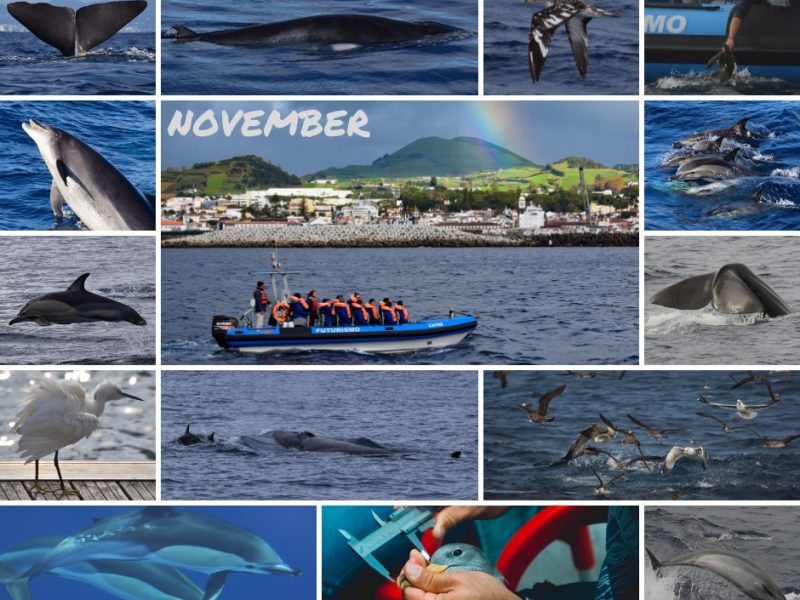 whale watching in november