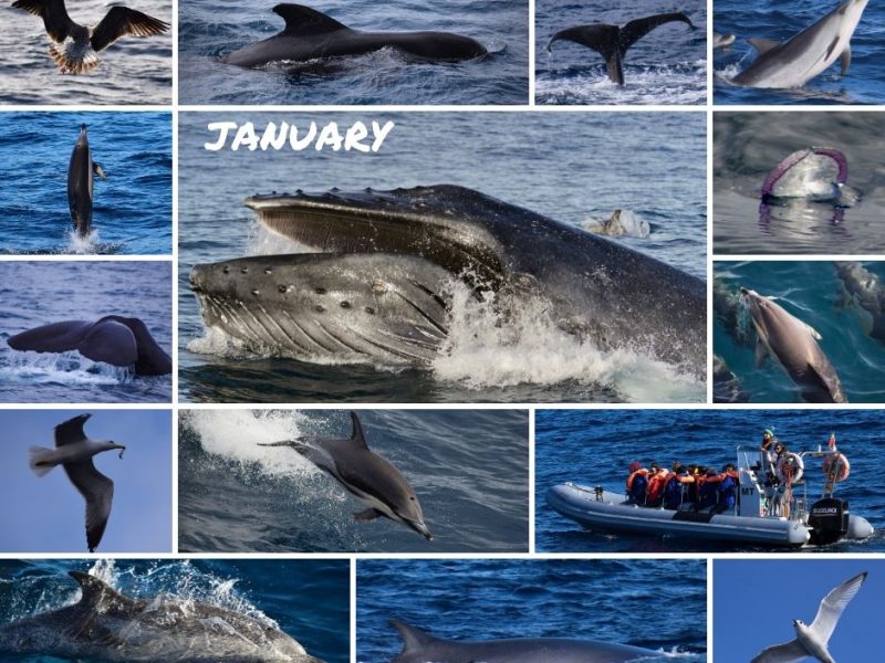 cetacean sightings january 2020