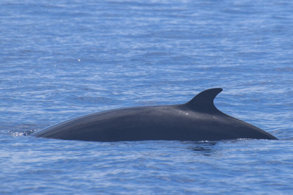 Minke whale fact sheet – Azores Whales