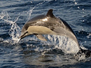 Common Dolphins Azores Futurismo
