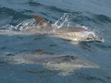 Common dolphins Sao Miguel futurismo Catamaran-5