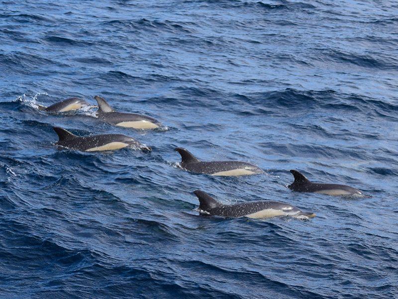 Common dolphins pod Futurismo Whale Watching Azores