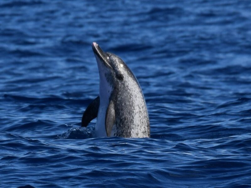 spotted dolphin