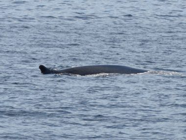 fin whale azores