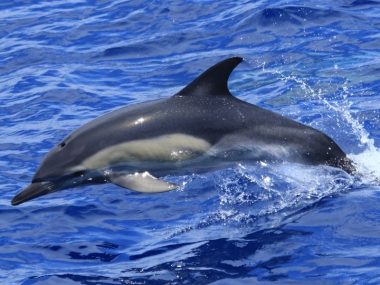 nadar com golfinhos pico