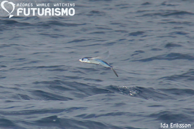 Flying fish fact sheet - Azores Whales
