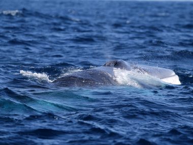baleia comum