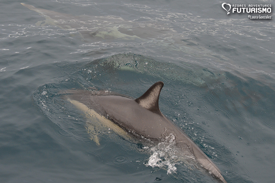 common dolphin with a mark on the dorsal fin