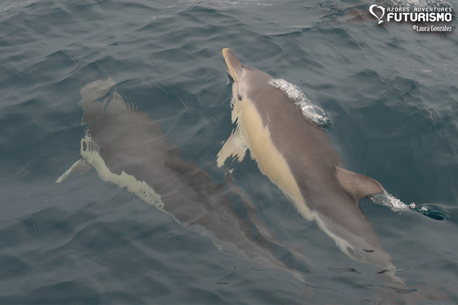 Common dolphins swimming near whale watching boats