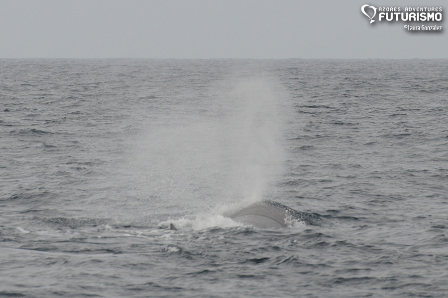 Sperm whale showing its huge blow during whale watching tour