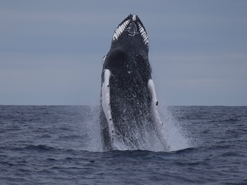 Humpback whale jumping Azores