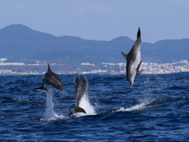 acasalamento golfinhos