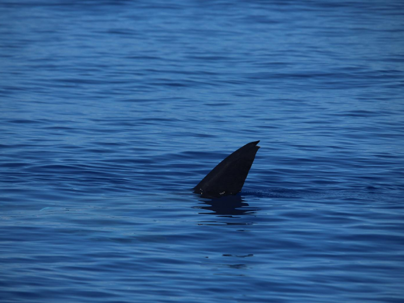 Whale watching with a whale shark! - Azores Whales