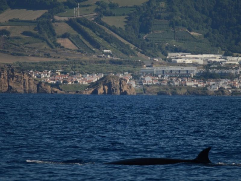 whales azores