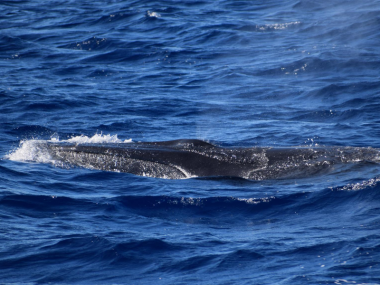 bryde whale