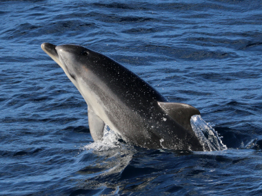 ver golfinhos açores