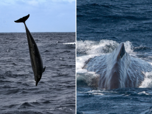 dolphins and whales azores