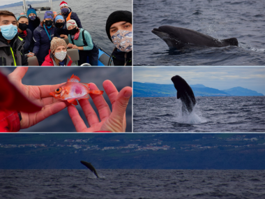 research investigation cientific trip futurismo cetaceans