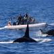 orcas açores azores killer whale