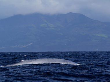blue whale azores