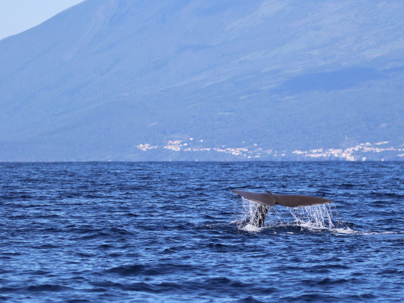 pico island whales