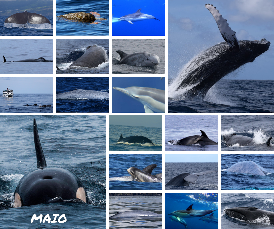 isana_whale 2点おまとめ Snap-n-Learn™ Stacking Whales