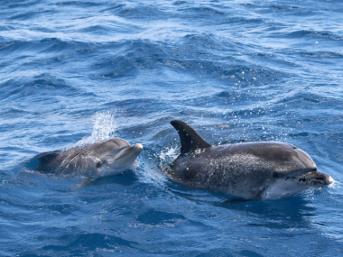 dolphins azores