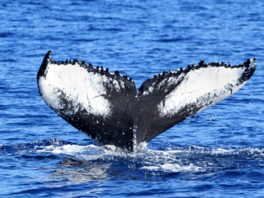 futurismo whale watching azores