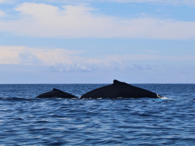 humpback whale pico