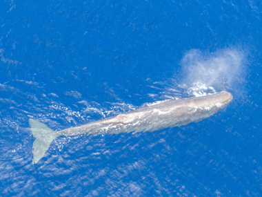 sperm whale azores