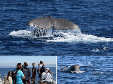 whales azores