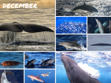 avistamentos cetaceos dezembro acores