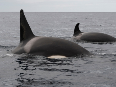 orcas futurismo acores