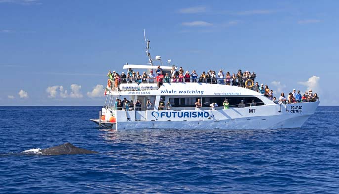 São Miguel Azores: Half-Day Whale Watching Trip